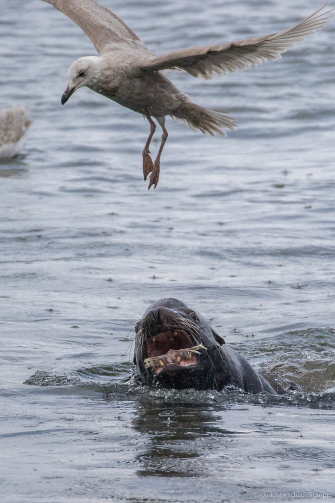 Seal fighting a seagull at La Push at Rivers Edge Restaurant