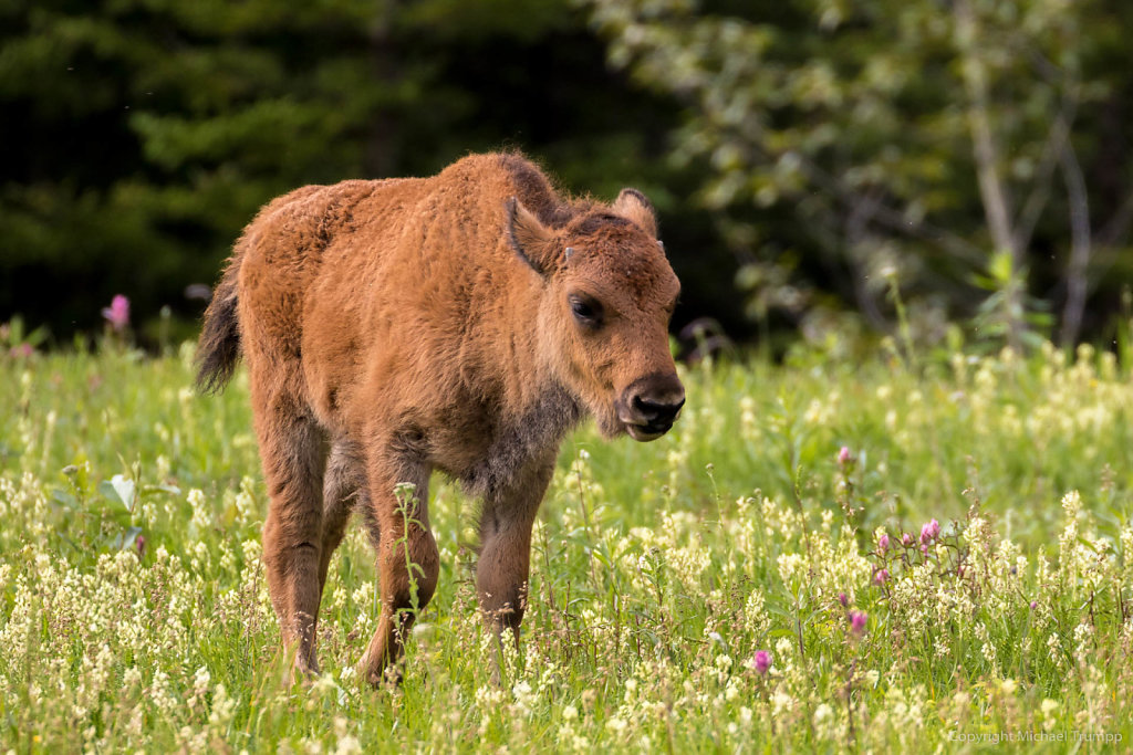 Wood bison calve