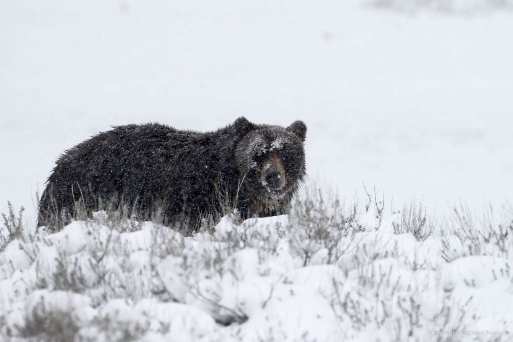 Grizzly in the Snow