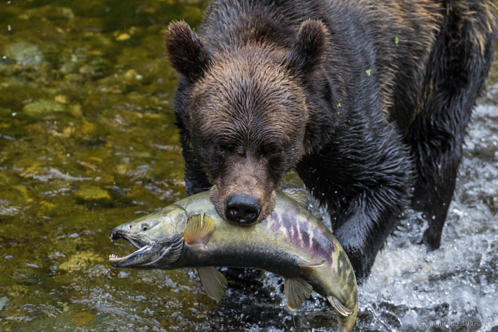 Grizzly catching salmon